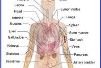 123 Vocabulary Corner: HumanAnatomy (Anatomi Tubuh Manusia)