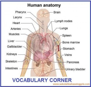 123 Vocabulary Corner: HumanAnatomy (Anatomi Tubuh Manusia)