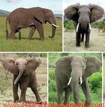 descriptive text about elephant
