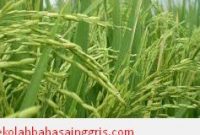 Contoh Mitos Dalam Bahasa Inggris About Dewi Sri Beserta Artinya