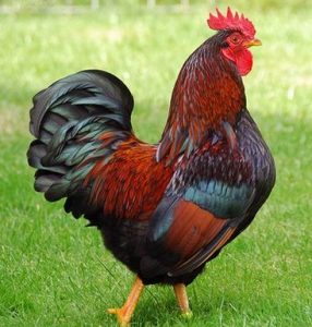 Penjelasan Lengkap "Chick vs Chicken vs Hen vs Cock" Dalam Bahasa Inggris Beserta Contoh