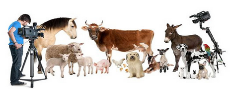 Kumpulan "Farm Animal" Dalam Bahasa Inggris Beserta Arti